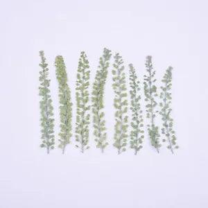 12PCS Real Pressed Dry leaf, leaves with stem for art, candle DIY FCD40
