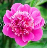 20 SEEDS for Fuchsia Pink PEONIES rare flowering blossom exotic plant USA Seller