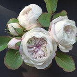 Juliet rose in glass vase, David Austin Cabbage Rose, Bride bouquet for wedding, Artificial Blush Pink rose,Real touch flower,Interior decor