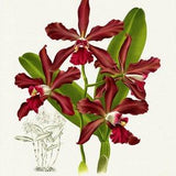 Orchid No. 463, 1885, Linden auth., botanical print (giclee) on canvas, 50x70cm. or 20x25" approx.