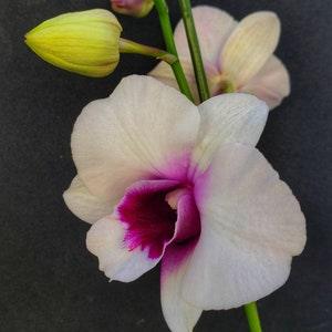 Dendrobium Orchid seedling Plug "Hidden Money"~ starter  ive plant