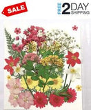 Pressed Flowers, 35 PCS Real Dried Flower Natural Leaves Plant for Resin Soap