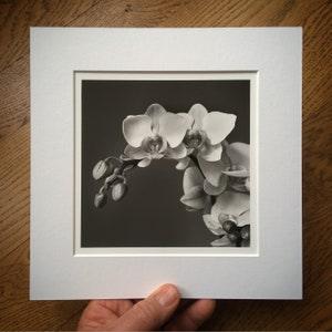 Orchid. Handmade barium silver print. Darkroom photography. Limited edition. Fine art photography.