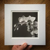 Orchid. Handmade barium silver print. Darkroom photography. Limited edition. Fine art photography.