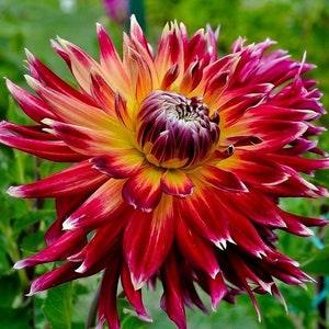 CACTUS DAHLIA Mix Pinnata Tuberous Large Flower Spider 10 Seeds