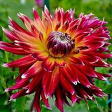 CACTUS DAHLIA Mix Pinnata Tuberous Large Flower Spider 10 Seeds