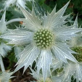SILVER SEA HOLLY White Miss Wilmott's Ghost Eryngium Giganteum Thistle Perennial 10 Seeds