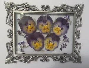 Dried Pressed Pansies in Ornate Vintage Silver Floating Frame: 9.0" x 7.0"