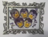 Dried Pressed Pansies in Ornate Vintage Silver Floating Frame: 9.0" x 7.0"