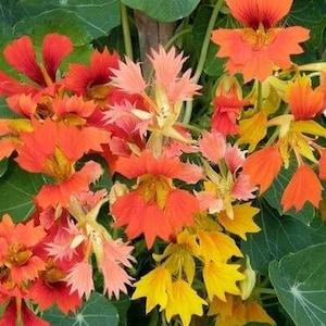 10 seeds Nasturtium ??Phoenix?? Trailing/Climbing Tropaeolum majus