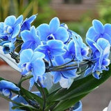 10 Fresh Light Blue Orchid Seeds - Iris Orchid Flower Plant - Rare Perennial Flower