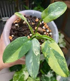 Philodendron Bipennifolium Violin Variegated Plant Free Phitosanitary