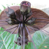 2 TACCA chantrieri Rhizomes , Bat Flower, Cat's Whiskers, Devil Flower Plant Rhizomes