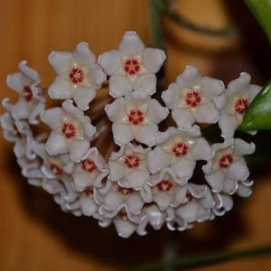 Hoya Carnosa - Hanging Plant, Wax Plant, Fragrant Blooms- Plant Cuttings, Easy to Grow