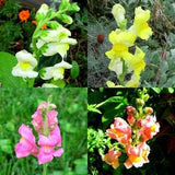Tall Snapdragon Seeds Organic Antirrhinum majus in a Mixture of Colours 50 Seeds Per Packet