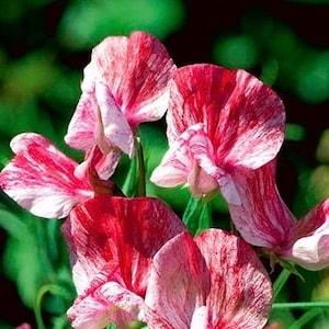 Fragrant Sweet Pea Old Spice America Fragrant Climbing Flowers 1g - 15 NON GMO Seeds - Lathyrus Odoratus