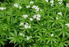 20 Easy Ground Covers For Sun Or Shade Flower Delivery