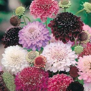 20 Scabiosa Imperial Mix- SCABIOSA ATROPURPUREA- great for the flower bed or patio containers