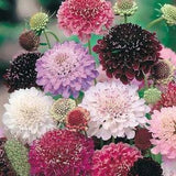 20 Scabiosa Imperial Mix- SCABIOSA ATROPURPUREA- great for the flower bed or patio containers