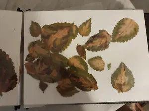dried flowers scrapbook great for crafts