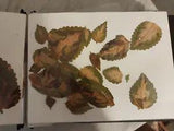 dried flowers scrapbook great for crafts
