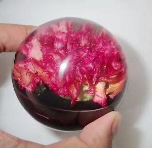 Pink Carnation Dianthus caryophyllus Flower in 75 mm Sphere Dome Black Bottom