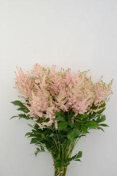 Premium Photo | Pink astilbe flower on a white isolated background Flower Delivery