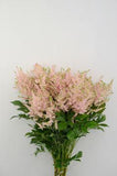 Premium Photo | Pink astilbe flower on a white isolated background Flower Delivery