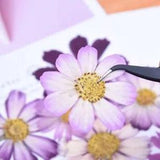 Dried Pressed Calliopsis Flowers Natural Real Floral Wedding Home Decor 18Pcs