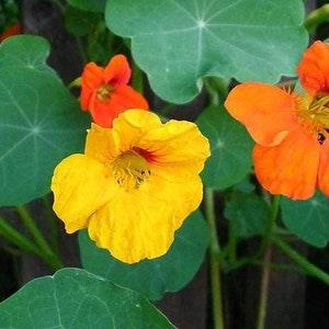 Tropaeolum nano mix seeds,code 819, flower seeds