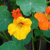 Tropaeolum nano mix seeds,code 819, flower seeds