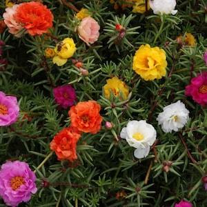 Moss Rose Double Mix Flower Seeds, Portulaca Grandiflora Seeds,  Untreated, Non GMO - 20 seeds packet