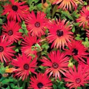 Ice Plant -Livingston Daisy (Dorotheanthus Bellidiformis) Red- 100 Seeds