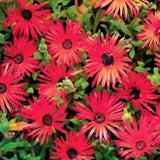 Ice Plant -Livingston Daisy (Dorotheanthus Bellidiformis) Red- 100 Seeds