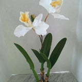 Special order for Victoria