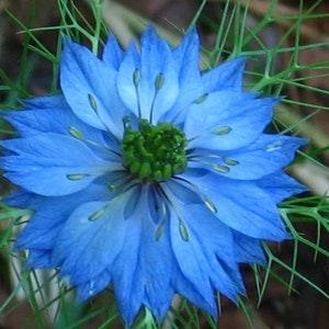500 LOVE IN A MIST Miss Jekyll Blue ( Fennel Flower ) Nigella Damascena Flower Seeds