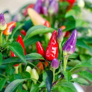 20 seeds Bolivian Rainbow Pepper seeds