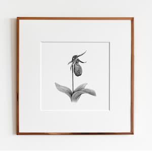 Pink Lady??s Slipper Orchid Art Print