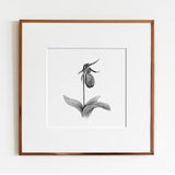 Pink Lady??s Slipper Orchid Art Print