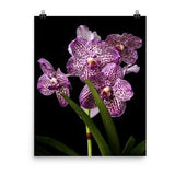 Vanda Orchid Print Vanda Poster Photo Wall Art
