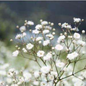 Glysophilia/ Babys Breath 20 count seeds