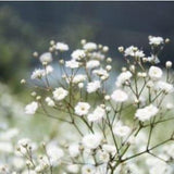 Glysophilia/ Babys Breath 20 count seeds