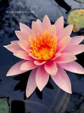 Coral & Pink, Nymphaea ??Colorado?? Hardy Water Lily Tuber (Live Plant)