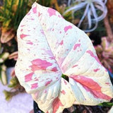 No 47 Big Plants Monstra Caladium 5 Seeds Zaden Kaladie Seeds