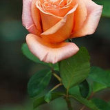 Somon roses flower seeds - 20 seeds - code 354