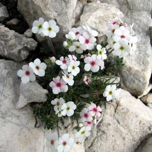 ROCK JASMINE Androsace villosa Hardy Perennial 5 Seeds