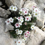 ROCK JASMINE Androsace villosa Hardy Perennial 5 Seeds