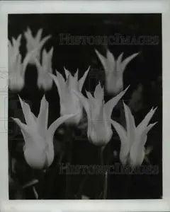 1967 Press Photo Flowers & Plants White Triumphator lily flowered Tulips.