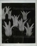 1967 Press Photo Flowers & Plants White Triumphator lily flowered Tulips.
