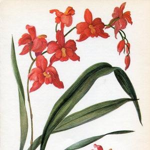 Cochlioda Vintage Orchid Print by Kaplicka dated 1970   Vintage Orchid Illustration   Vintage Botanical Illustration   62
